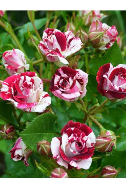 Бордюрна троянда Флеш Найт для клумб